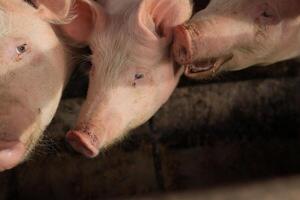 Three pigs are standing next to each other photo