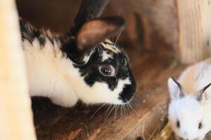 A black and white rabbit with a white face is looking at the camera photo