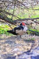 A duck is standing in the grass with its head up photo