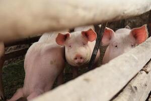 Three pigs are standing in a pen with a wooden fence photo