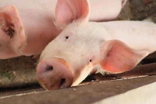 A pig with its head down and nose in the ground photo