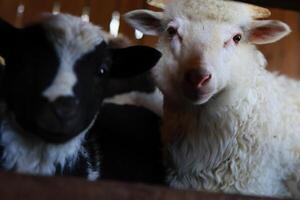 Two sheep are laying down next to each other photo