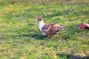 A duck is walking on the grass photo