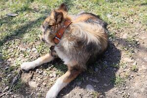 A dog is laying on the ground with a brown collar around its neck photo