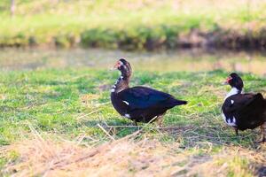 Two ducks are walking on a grassy field photo