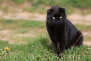 A black cat with yellow eyes is sitting on the grass photo