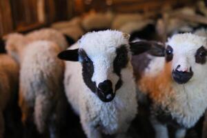 Two baby sheep are standing next to each other in a pen with other sheep photo