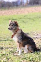 A dog is sitting on the grass in a field photo