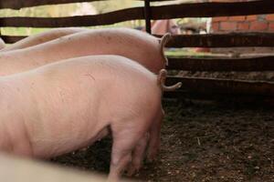 Three pigs are eating in a pen photo
