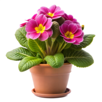 rose primevère fleurs avec vert feuilles épanouissement dans une terre cuite fleur pot png