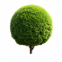 A round, green tree with a brown trunk isolated on a transparent background png