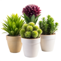 Three potted plants, two green and one with a red flower, are shown in the image. They are positioned in a triangular formation and set against a transparent background png