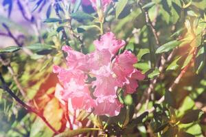 rosado rododendro flores en luz de sol foto