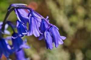 Bluebell Flower Close-Up photo