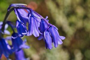 campanilla flor de cerca foto