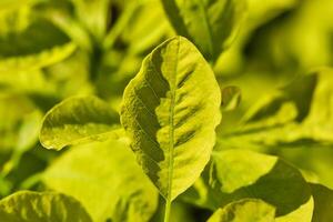 de cerca de un Fresco verde hoja en luz de sol foto