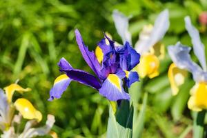 Purple Iris Flower in a Garden photo
