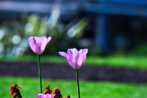 Pink Tulips in a Garden photo