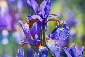 Close-up of a Vibrant Purple Iris Flower photo