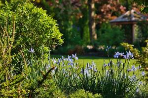 Lush garden with blooming blue irises and wooden gazebo photo