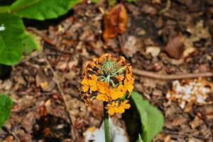 Orange Flower Close-Up photo