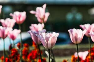 Pink tulips in a garden photo