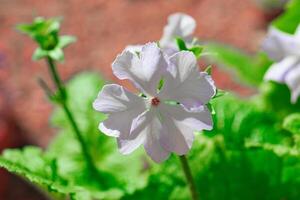 White flower in garden close-up photo