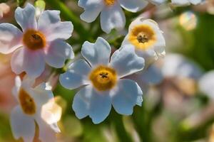 White and yellow flowers in full bloom photo