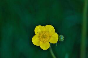 Yellow buttercup flower close-up photo