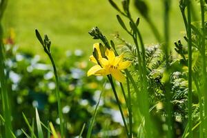 Yellow daylily in a garden photo