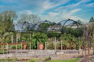 Garden with raised beds and metal dome structure photo