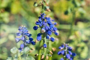 Blue grape hyacinth flowers in garden photo