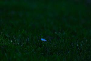 Blue Flower in Dark Grassy Field photo