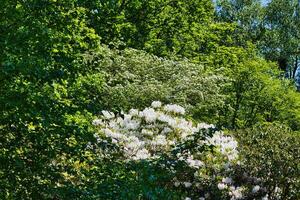 Lush Forest with Blooming White Flowers photo