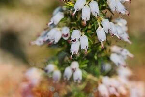 Close-up of white bell-shaped flowers on a green stem photo