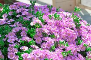 Pink ice plant flowers in full bloom photo