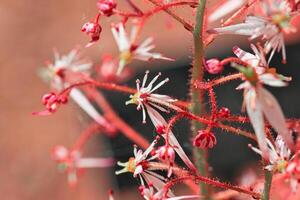 Close-up of red and white flowers with hairy stems photo