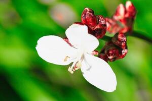 blanco flor con rojo brotes de cerca foto