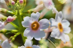 White Flowers with Yellow Centers in a Garden photo