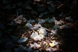 blanco flores en bosque piso foto