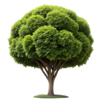 A single tree with a large, full canopy and multiple trunks png