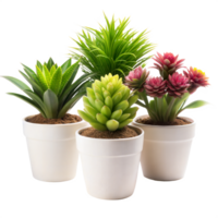 quatre mis en pot vert les plantes avec différent textures et couleurs sont arrangé dans une rangée sur une transparent Contexte png