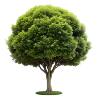 A vibrant green tree with a thick canopy, isolated on a transparent background. Perfect for adding a touch of nature to your design projects png