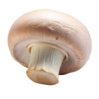 A single fresh brown mushroom isolated on a transparent background png