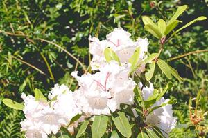 White rhododendron flowers in a garden photo