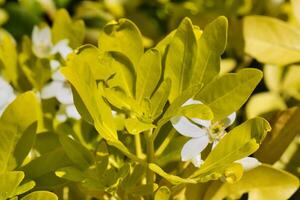 Green leaves and white flowers in a garden photo