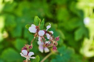 Bee on white and pink flowers photo