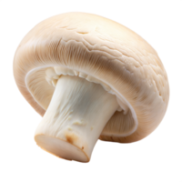 A single white button mushroom is isolated on a transparent background png