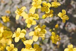 Bright Yellow Flowers in Full Bloom photo
