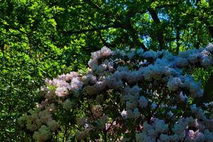 Blooming Rhododendrons in a Lush Garden photo